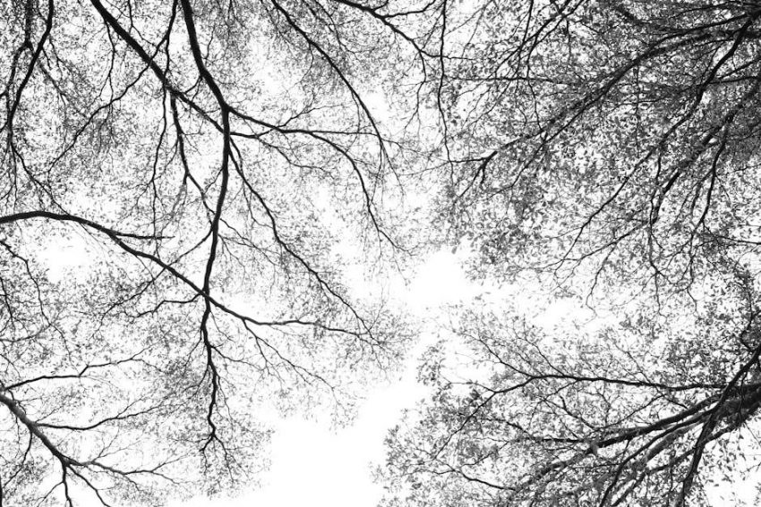 compare contrast graphic organizer pdf